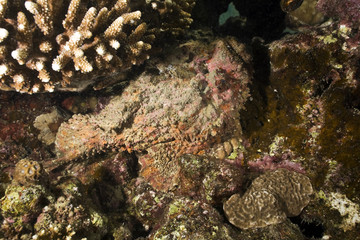 stonefish