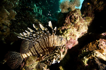 lionfish