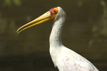 stork bird