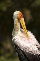 stork bird grooming