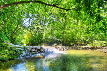 Stream in the forest