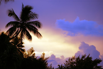 Sunset: Silhouette Palm Tree, Bora, French Polynesia