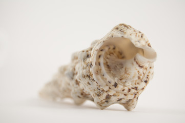 shell on white