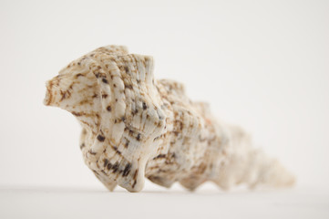 shell on white