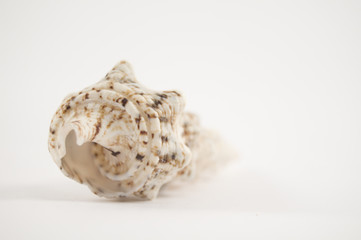 shell on white