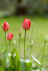 Red Tulips