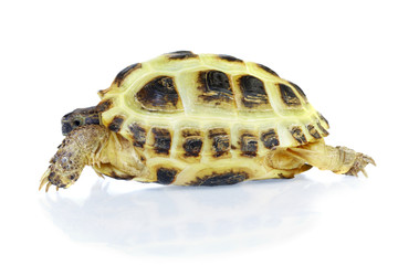 Photo of turtle on a white background