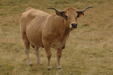 vaches  d' aubrac