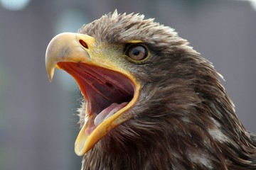 Eagle Eye