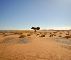 Fototapeta na wymiar Acacia isolé, Sahara