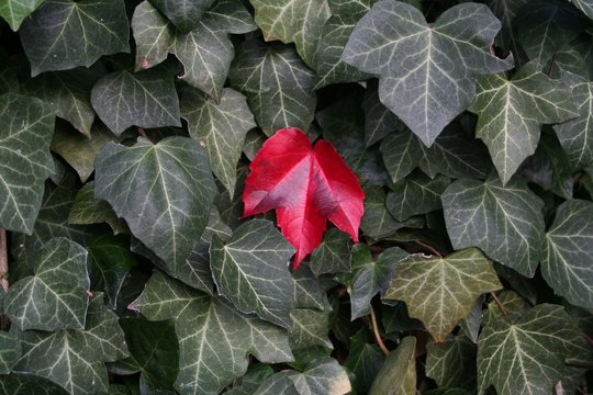 The Red