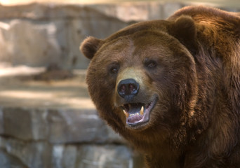 Grizzly bear showing its teeth