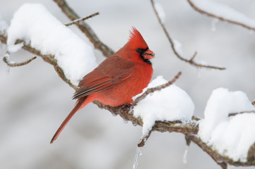 Northern Cardinal in snowstorm