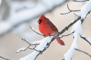 Northern Cardinal in snowstorm