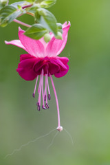 Fuchsie