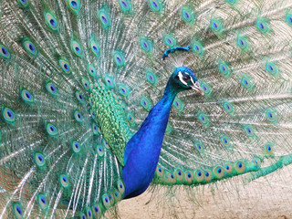 Obraz premium Blauer Pfau balzend