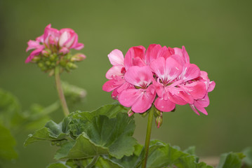 Geranio Pelargonium