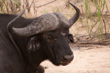 Buffalo bull