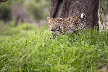 Leopard in tall grass