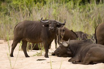 Fototapeta premium Buffalo bull