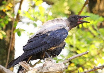 Croaking crow
