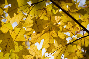 Yellow autumn maple leaves