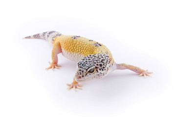 Obraz premium Leopard Gecko