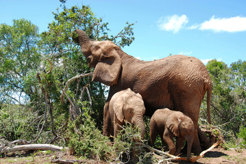 female elephant with two calf