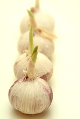 Knoblauchknollen Nahaufnahme