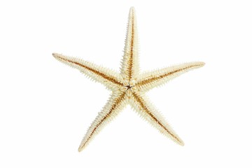 Fototapeta na wymiar Starfish from oceans deep water on white background