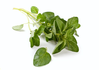 fresh green oregano herb isolated on white