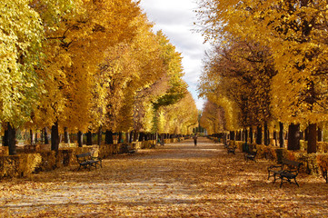 Golden autumn in Schonbrunn