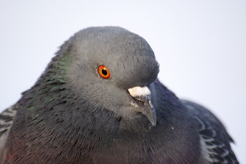 pigeon