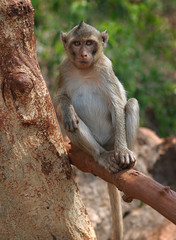 monkey