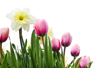 Crédence de cuisine en verre imprimé Narcisse Tulips and daffodils on white background