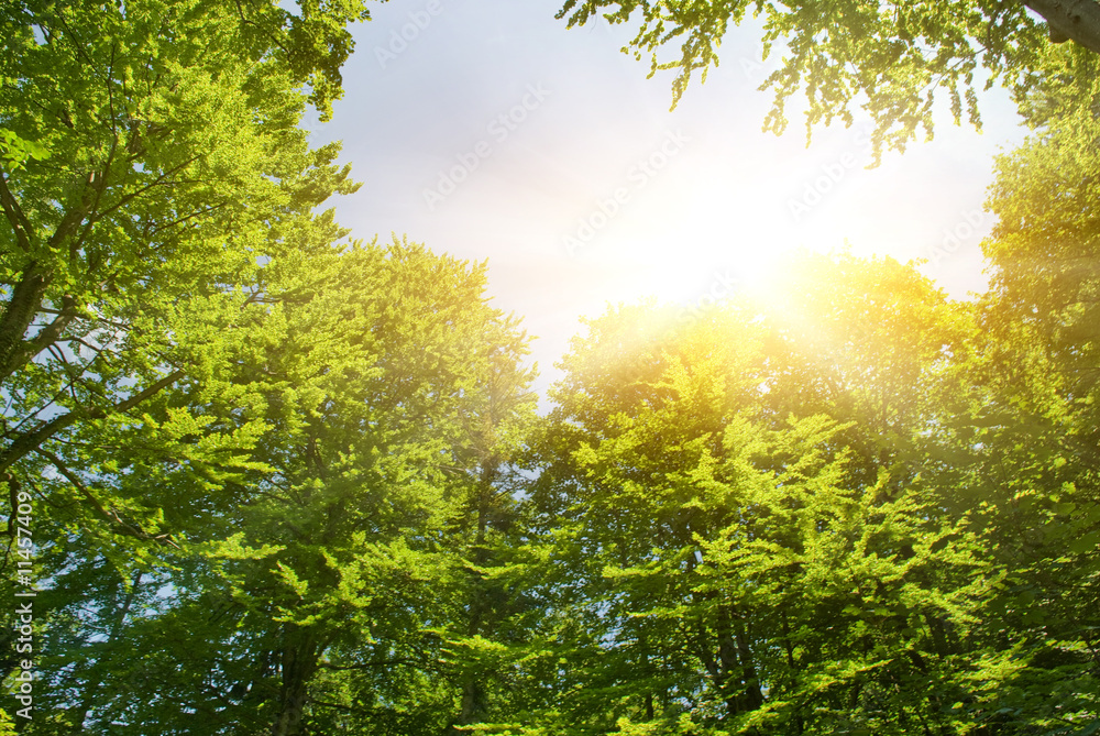 Wall mural Sunshine in forest