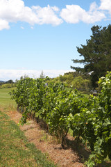 Fototapeta na wymiar Ripening grapes in the vineyard
