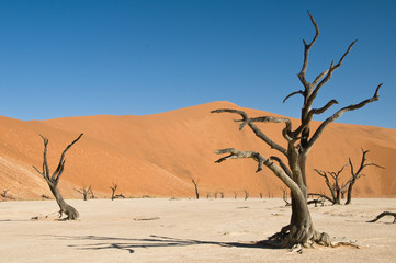 Fototapeta na wymiar Martwych drzew akacji na pustyni