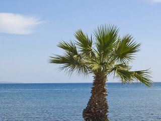 Young palm against blue sky and sea