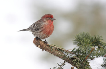 House Finch In Snow