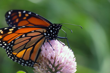 Monarch Butterfly (Danaus plexippus)