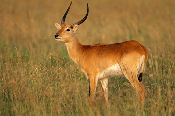 Male red lechwe antelope (Kobus leche), southern Africa