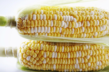 shot of sweet corn on the white background