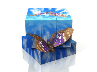 cube papillon