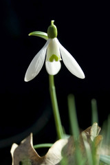 Snowdrop