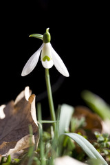 Snowdrop