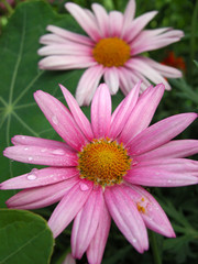 Fototapeta premium Argyranthemum flowers
