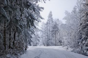 Road in white forest