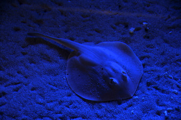 sting ray