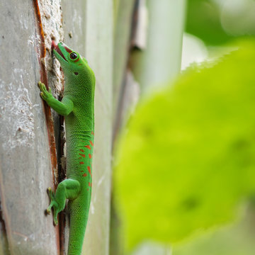 taggecko